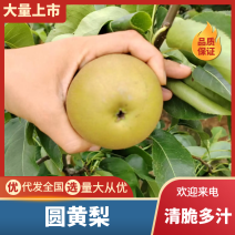 湖北襄阳精品圆黄梨现摘现发货源充足价格优惠对接市场