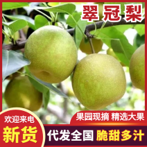 湖北翠冠梨大量上市口感脆甜质量保证可视频看货欢迎来电