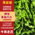 【实力发货】薄皮椒规格齐全诚信发货质量保证