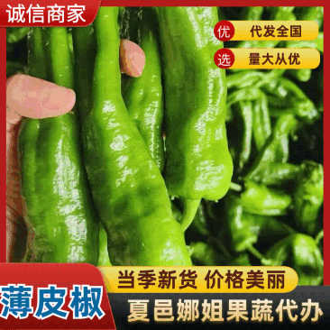 河南薄皮椒皮亮无虫眼质量保证全国对接来电咨询