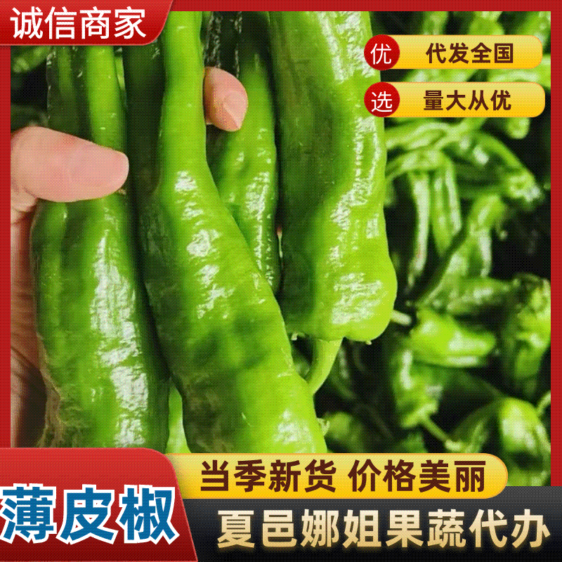 河南薄皮椒皮亮无虫眼质量保证全国对接来电咨询