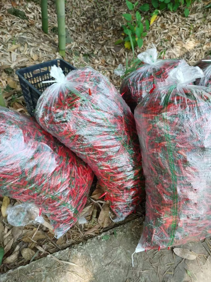 精品小米辣大量上市产地装车量大从优诚信经营致电联系