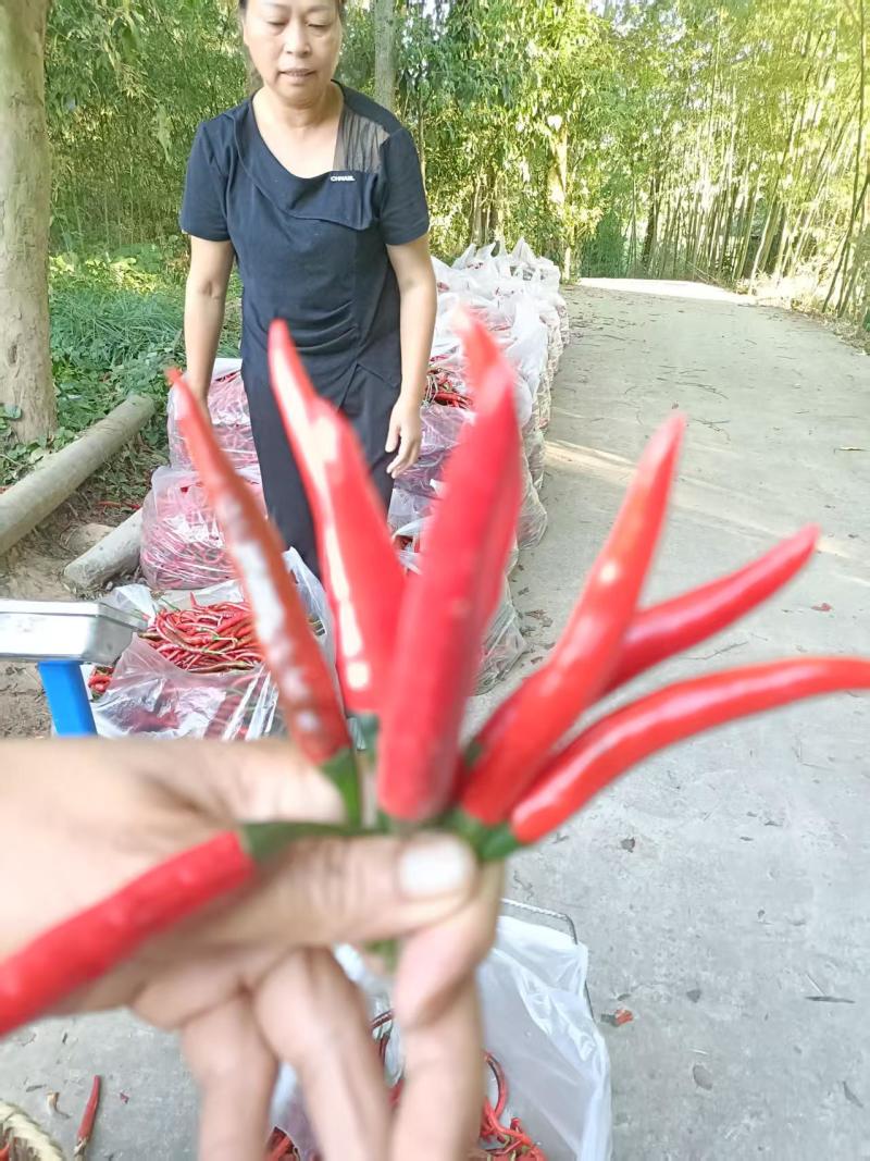 精品小米辣大量上市产地装车量大从优诚信经营致电联系