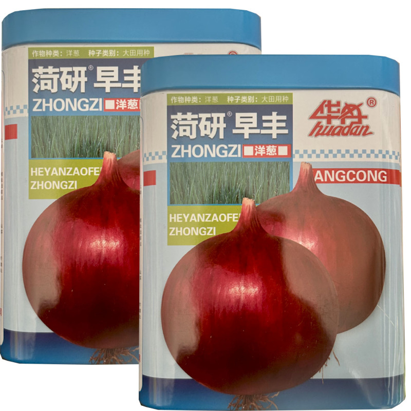 菏研早丰洋葱种子100g中日照红皮高桩甜脆大田基地