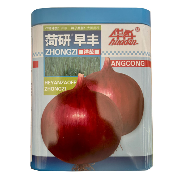 菏研早丰洋葱种子100g中日照红皮高桩甜脆大田基地