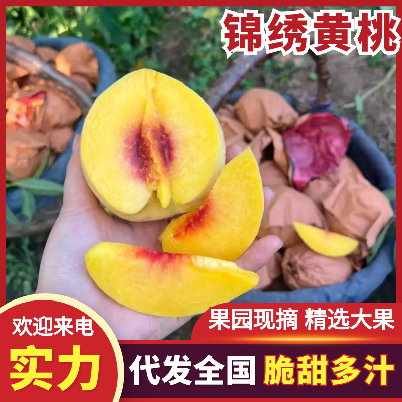 锦绣黄桃湖北黄桃对接全国市场电商商超放心购买