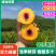 【实力供货】湖北锦绣黄桃精品黄桃现摘现发量大从优