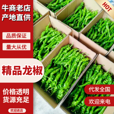 龙椒湖北鲜辣椒产地直发人工分拣按需包装代发全国