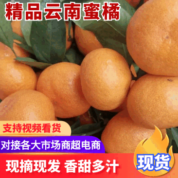 【特优精选】特早蜜橘，皮薄肉厚多汁，对接电商、超市、市场