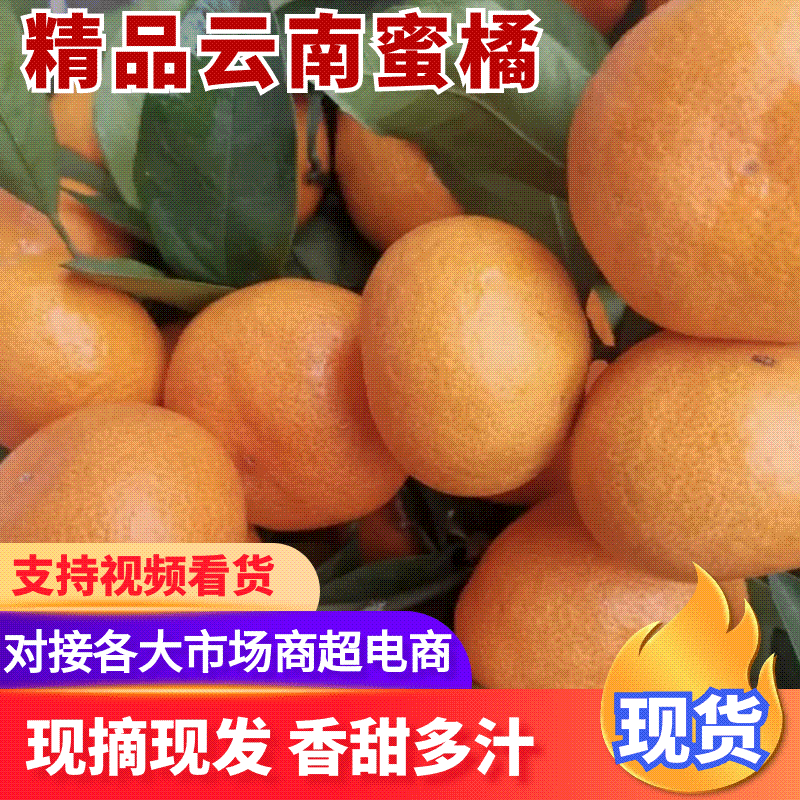 【特优精选】特早蜜橘，皮薄肉厚多汁，对接电商、超市、市场