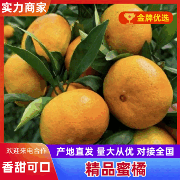 《精品推荐》小叶蜜桔高山特早蜜桔大量供应商超平台市场出口