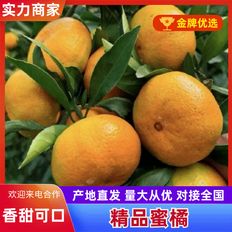 《精品推荐》小叶蜜桔高山特早蜜桔大量供应商超平台市场出口