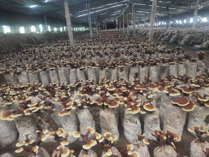 山东灵芝菌棒，艺术品，特产礼品，欢迎咨询