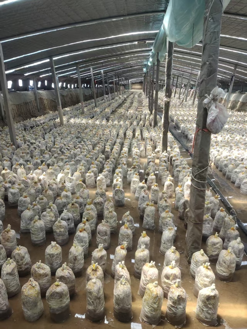 山东灵芝菌棒，艺术品，特产礼品，欢迎咨询