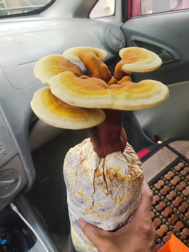 山东灵芝菌棒，艺术品，特产礼品，欢迎咨询