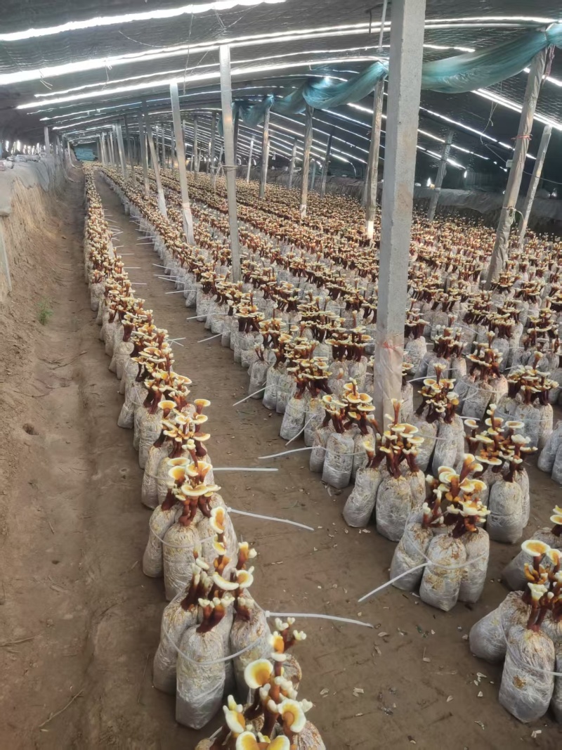 山东灵芝菌棒，艺术品，特产礼品，欢迎咨询