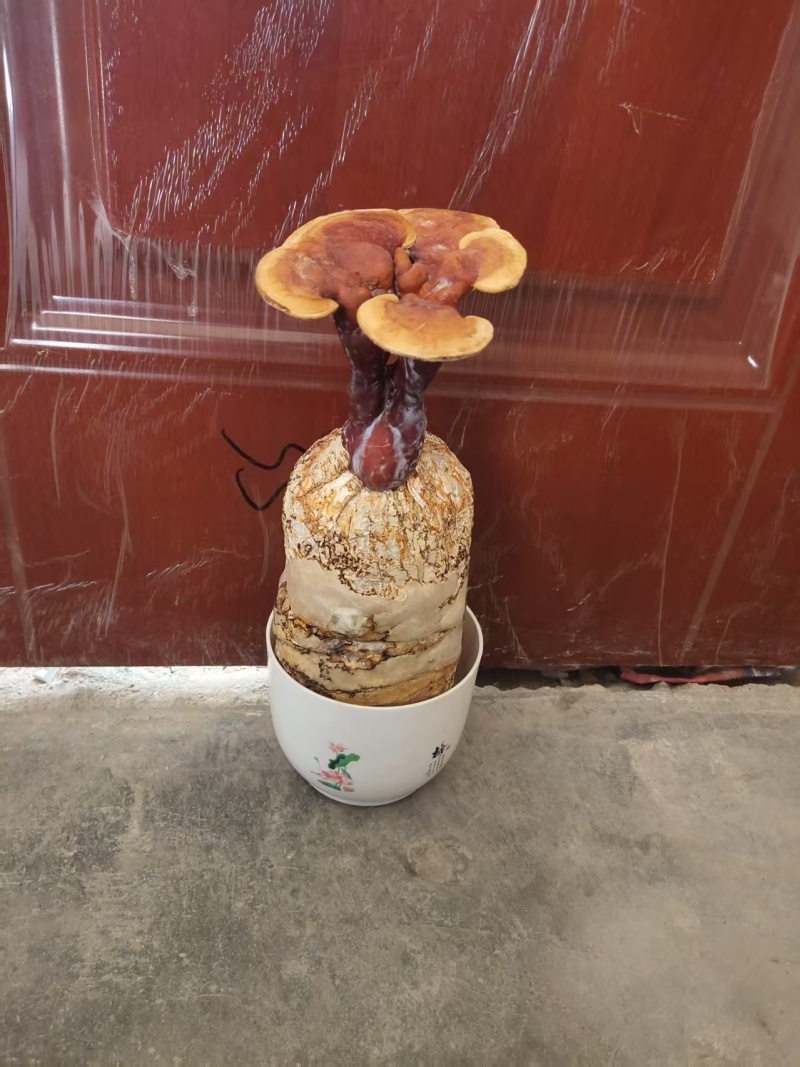 山东灵芝菌棒，艺术品，特产礼品，欢迎咨询