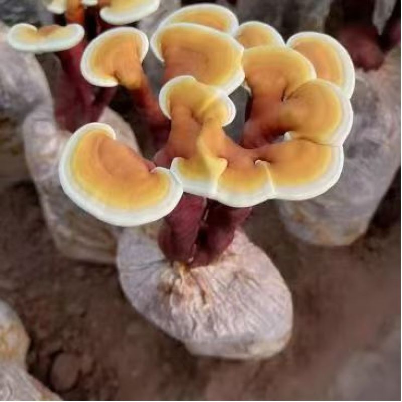山东灵芝菌棒，艺术品，特产礼品，欢迎咨询