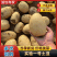 实验一号土豆东北土豆鲜土豆产地直销支持远程视频看货质量三包