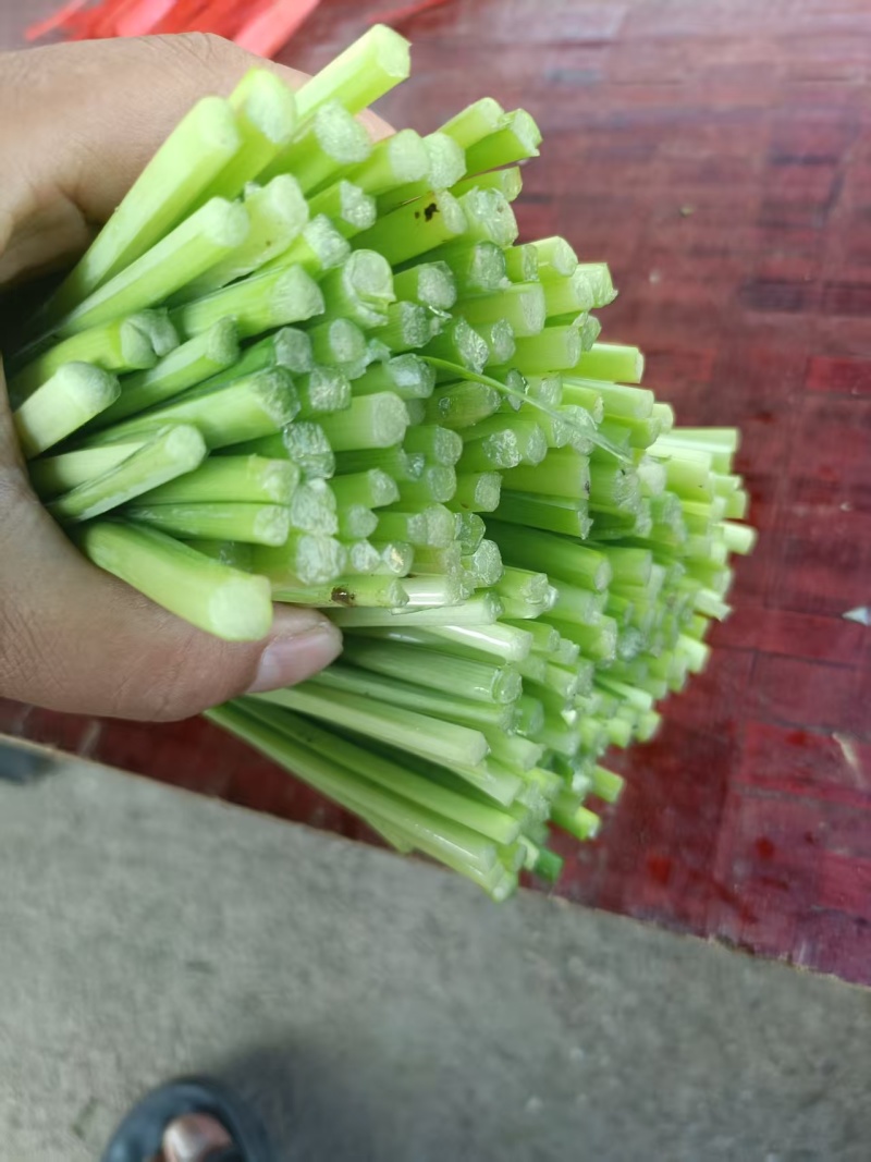 精品韭苔基地直发对接电商市场商超一手货源保质保量
