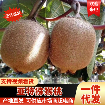 【一件代发】亚特猕猴桃直播电商视频号小红书团购私域落地配