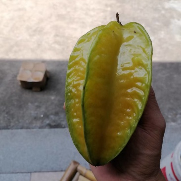 福建精品杨桃，产地直发，品质保证，可对接电商商超等，诚信经营