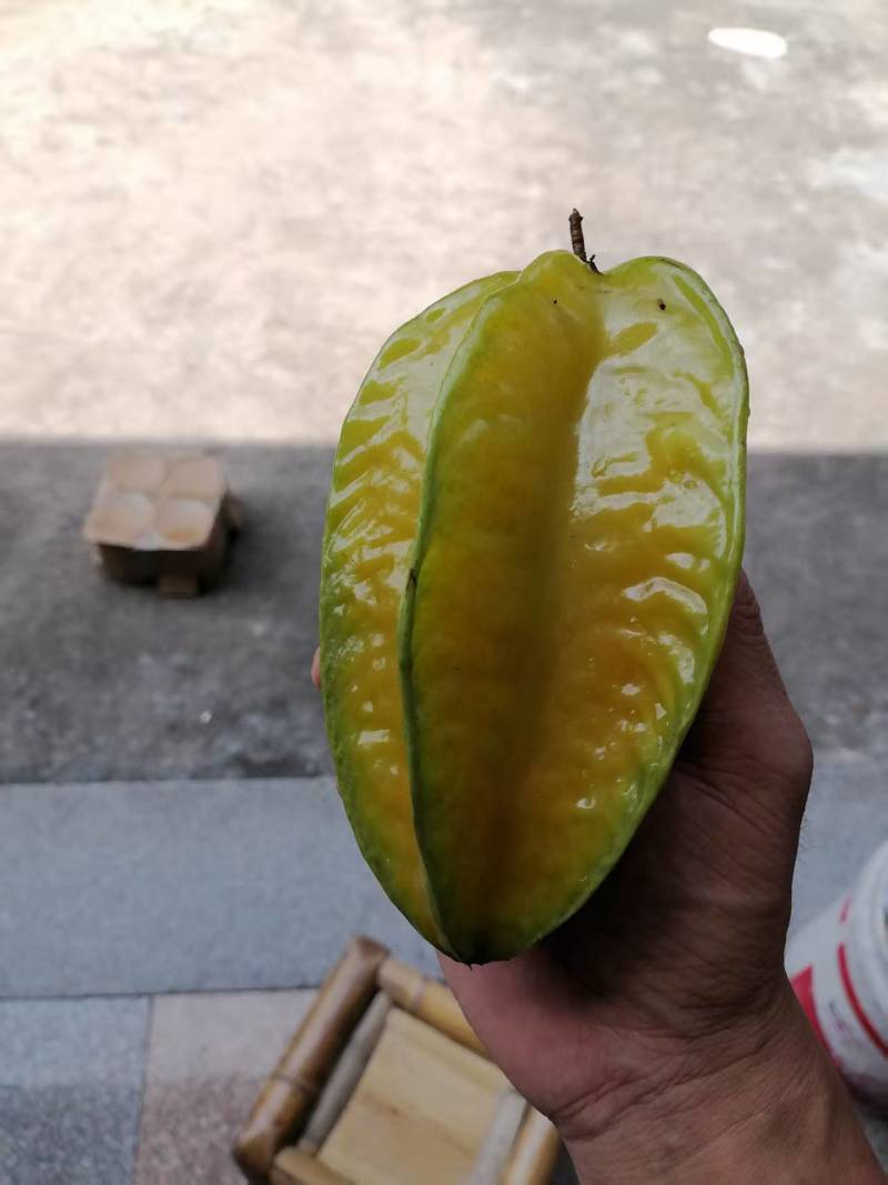 福建精品杨桃，产地直发，品质保证，可对接电商商超等，诚信经营