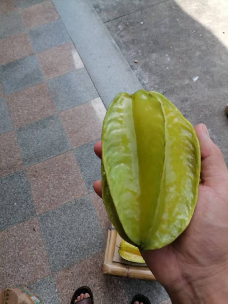福建精品杨桃，产地直发，品质保证，可对接电商商超等，诚信经营