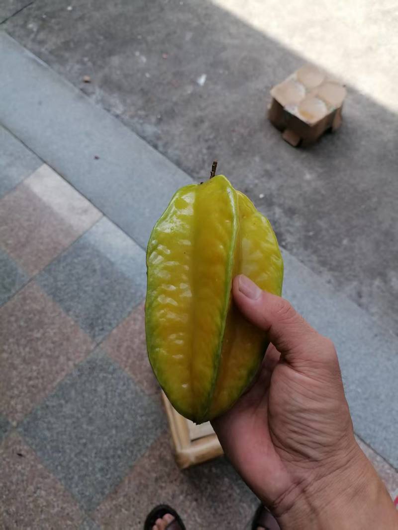 福建精品杨桃，产地直发，品质保证，可对接电商商超等，诚信经营