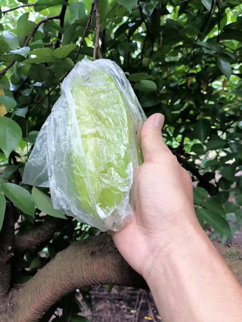 福建精品杨桃，产地直发，品质保证，可对接电商商超等，诚信经营