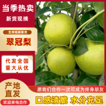 东台精品翠冠梨产地直供支持视频远程看货全国发货