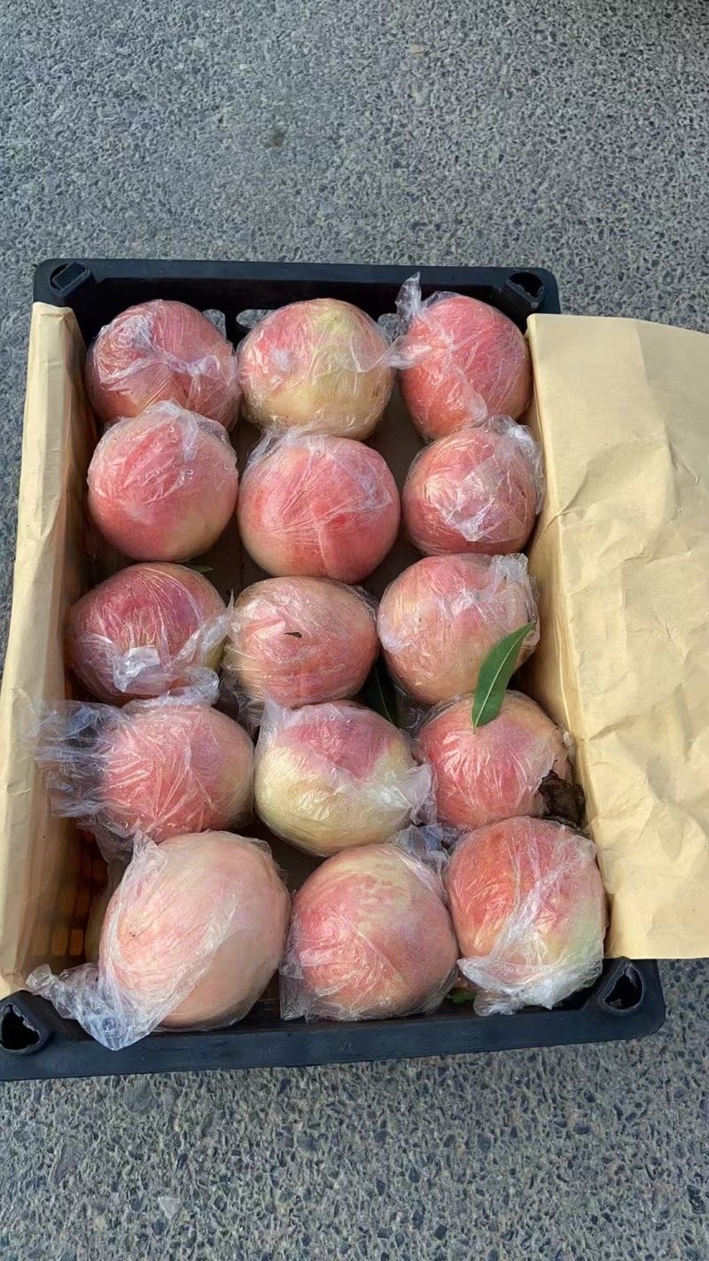 【精品郑五毛桃】陕西基地直发质量保证一手货源对接商超