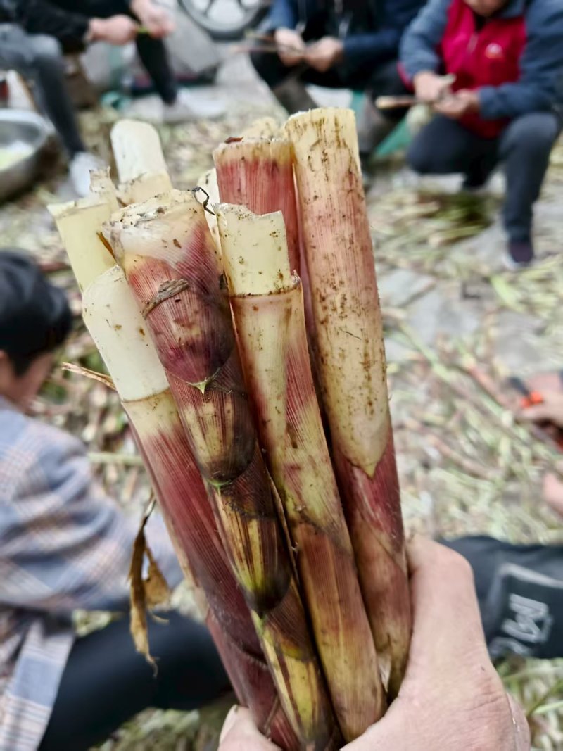 新鲜竹笋大量有货一手货源可视频看货规格齐全