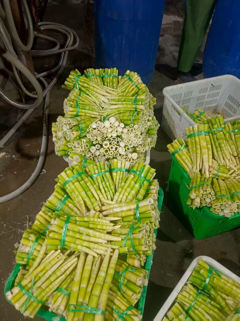 新鲜竹笋大量有货一手货源可视频看货规格齐全
