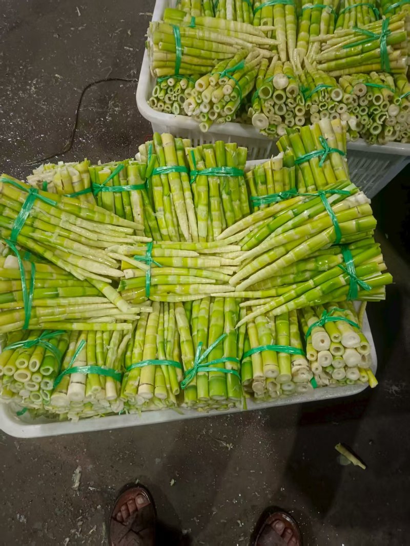 新鲜竹笋大量有货一手货源可视频看货规格齐全