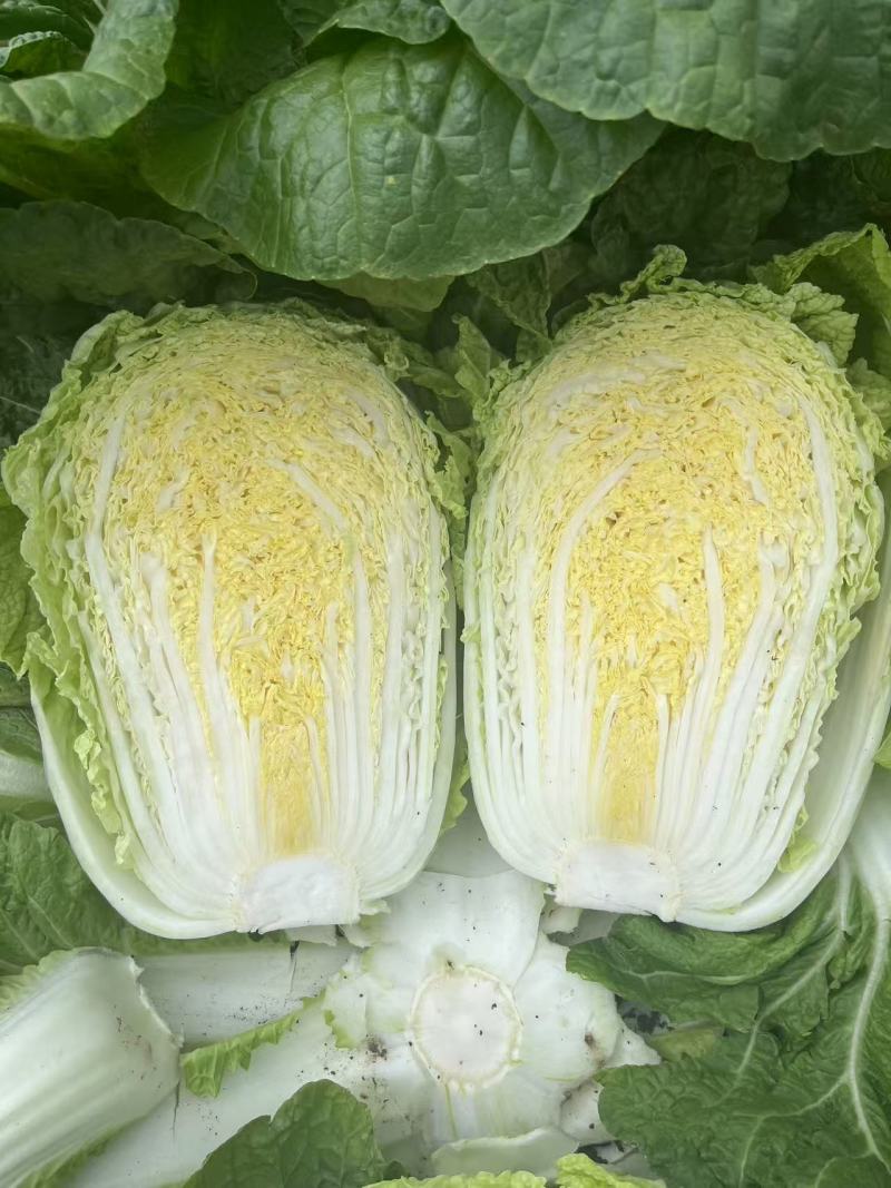 【优选黄心白菜】精品黄心白菜产地货源量大从优诚信经营