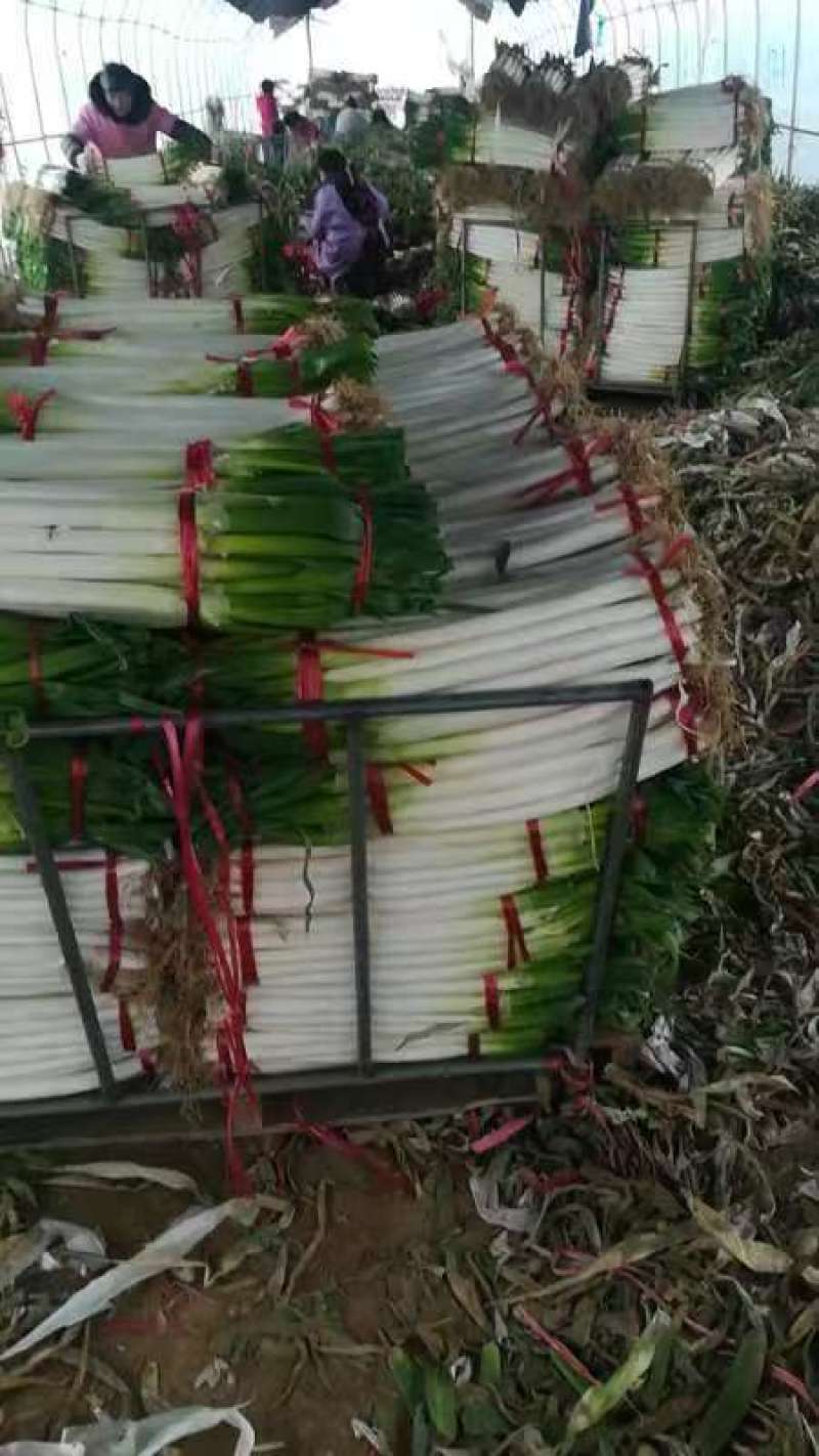 南阳精品铁杆大葱/毛葱整车发货对接市场/加工厂/电商商超