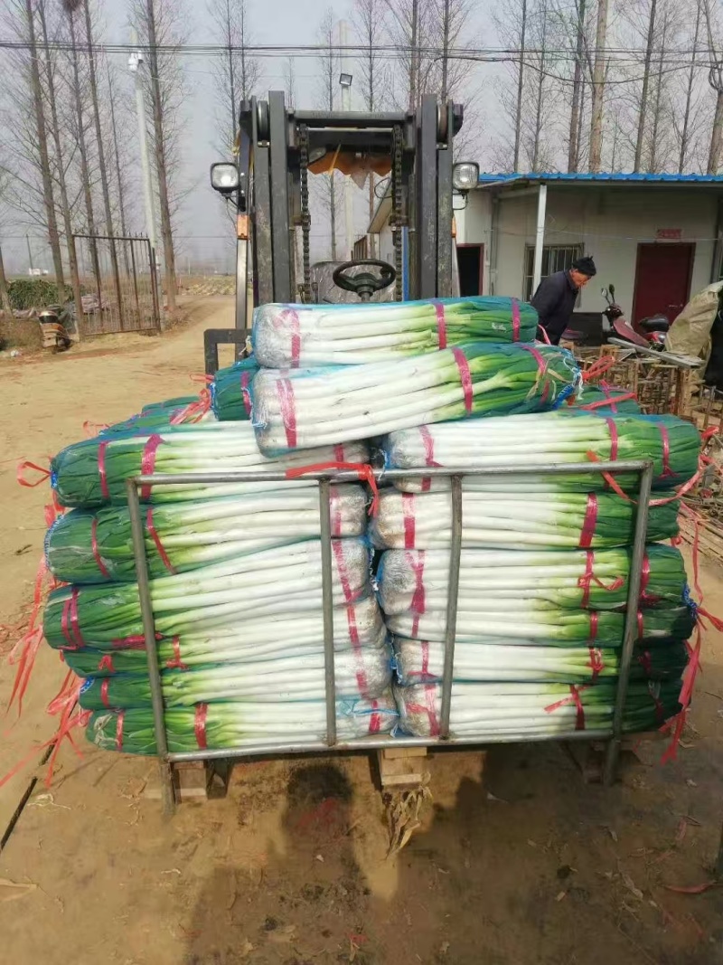 南阳精品铁杆大葱/毛葱整车发货对接市场/加工厂/电商商超