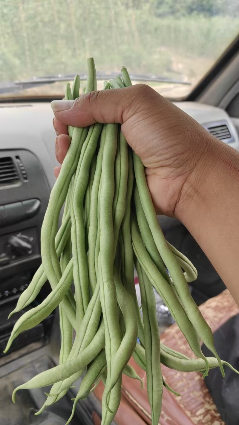 甘肃无筋豆产地一手货源保质保量支持视频看货