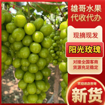 【阳光玫瑰新鲜上市基地大量供应货源充足，欢迎洽谈