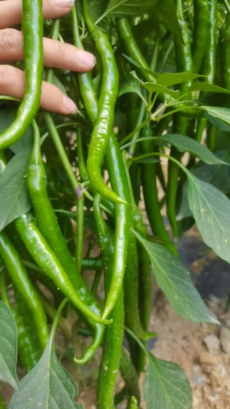 云南线椒大量上市产地现摘现发品质保证欢迎来电洽谈