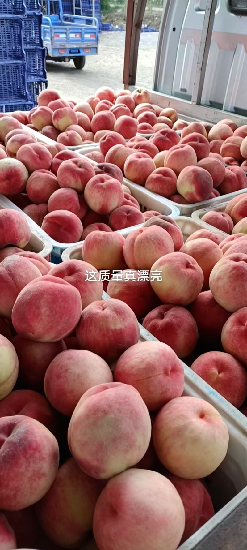 河北唐山绿化九号桃大量上市现摘现发品质保证来电谈