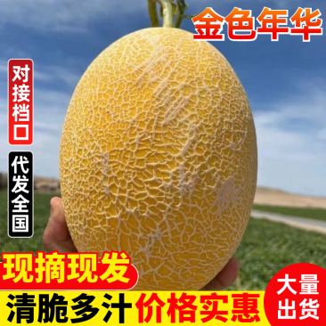 民勤蜜瓜金色年华/黄金蜜瓜/产地直发/规格齐全/视频看货