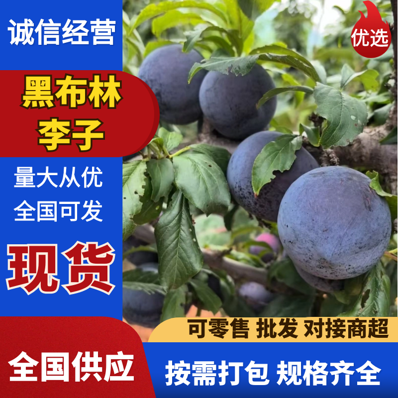 好吃不贵黑布林李子，大量有货，口感酸甜，发货全国