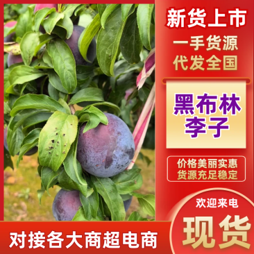 黑布林运输方便保鲜技术高品种齐全电话联系