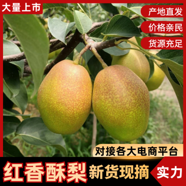 红香酥梨陕西酥梨现摘现发量大从优代发全国市场