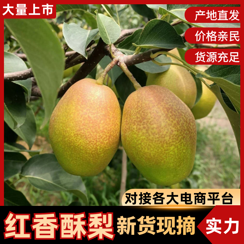红香酥梨陕西酥梨现摘现发量大从优代发全国市场