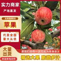 秦阳苹果陕西苹果脆甜多汁量大从优放心购买
