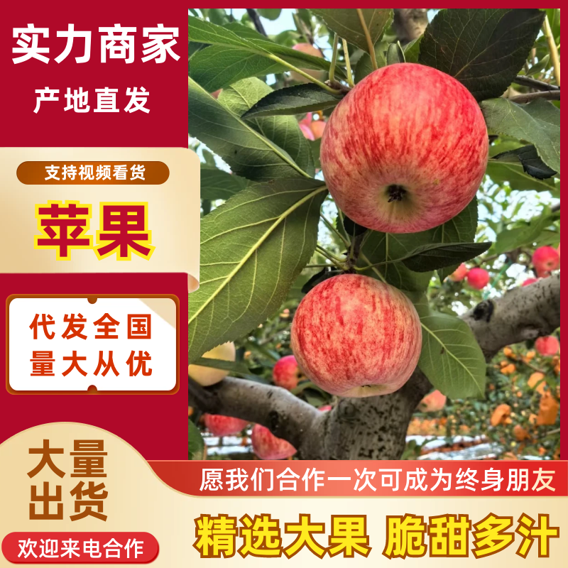 秦阳苹果陕西苹果脆甜多汁量大从优放心购买