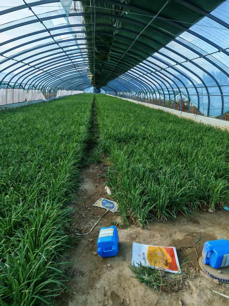 【山东】精品韭菜，量大价优，一手货源，诚信经营，可视频看货